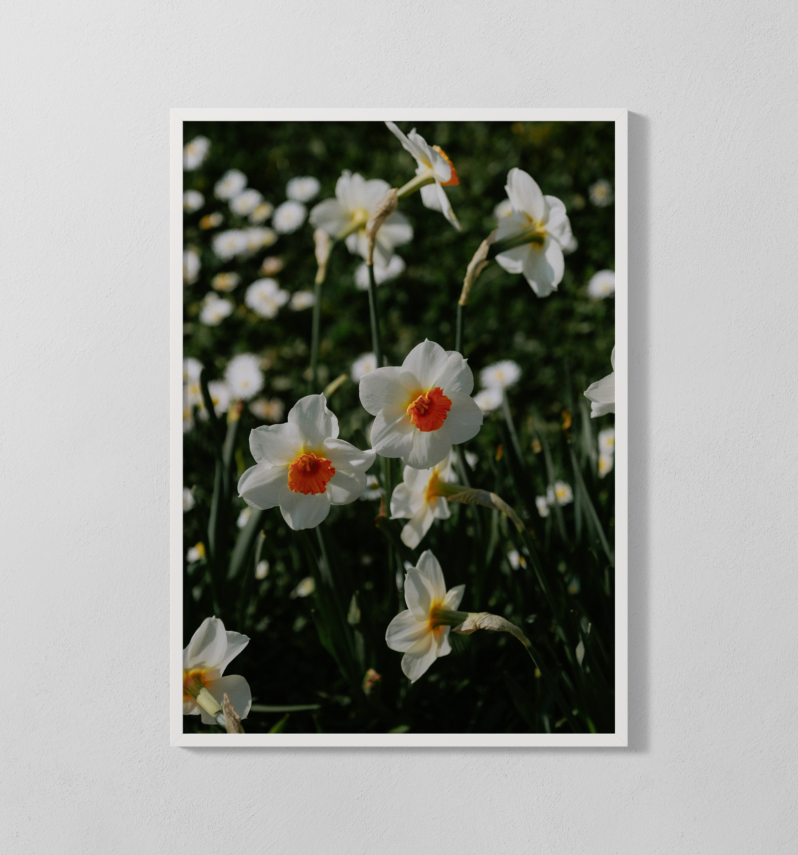 Narzissen | Poster